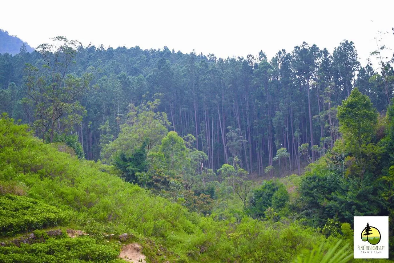 Pine Trees Homestay Наллатания